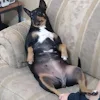 Robble Doggle