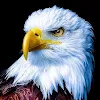 Eagle Eye