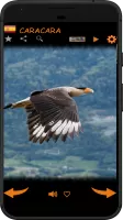 Real Animal Sounds