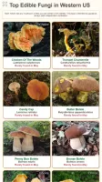 Shroomify