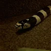 Snake OfMintHumbugs