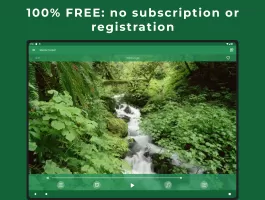 Relax Forest