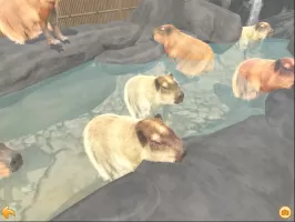 Capybara Zoo