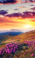 Mountain Flower Live Wallpaper