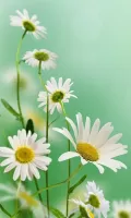 Spring Flowers Live Wallpaper