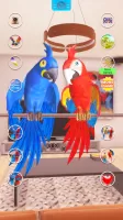 Talking Parrot Couple