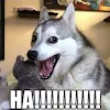 Doge Syndrome
