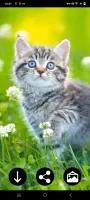 Kitten Wallpapers