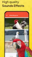 Animal Ringtone - Birds Sound