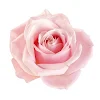Rose Pascual