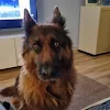 klezmerwawa2