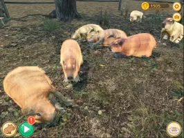Capybara Zoo