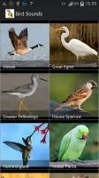 Bird Sounds