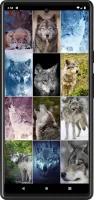 Wolf Wallpapers