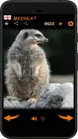 Real Animal Sounds