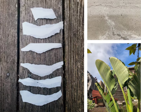 Beauty Camera Selfies Collage