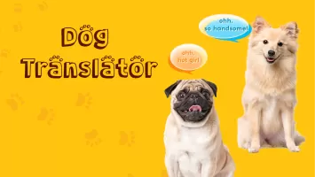 Translate for Animal: Cat, Dog