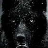 Margie Cottrell (Wolfgirl)