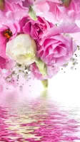 Pink Roses Live Wallpaper