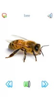 Sounds of Fauna + ringtones