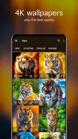 Tiger Wallpapers 4K