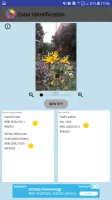 Color Identification