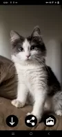 Kitten Wallpapers
