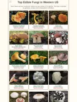 Shroomify