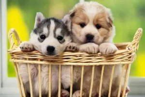 Dogs Jigsaw Puzzles