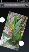 Video Editor