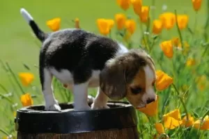 Dogs Jigsaw Puzzles
