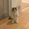 its a cookie duster