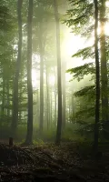 Forest Live Wallpaper