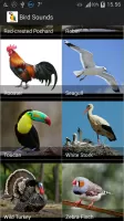 Bird Sounds