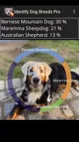 Identify Dog Breeds
