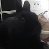 BunCatAl