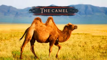 The Camel