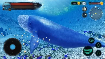 The Blue Whale