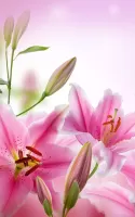 Pink Flowers Live Wallpaper