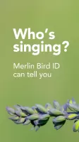 Merlin Bird ID by Cornell Lab