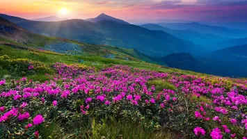 Mountain Flower Live Wallpaper