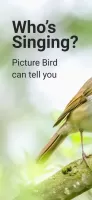 Picture Bird