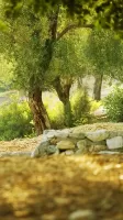 Forest Live Wallpaper