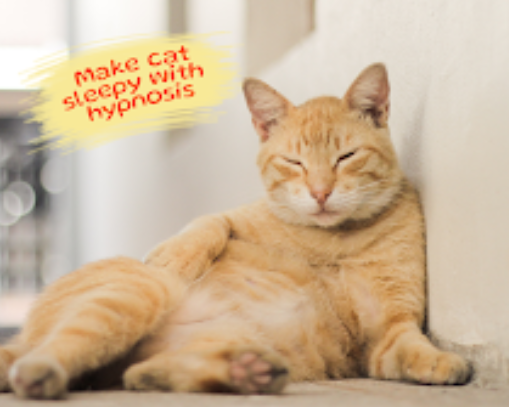 Laser for cat. Cat games. Joke