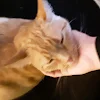 cute_animals