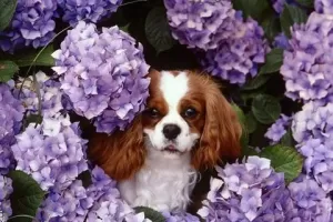 Dogs Jigsaw Puzzles