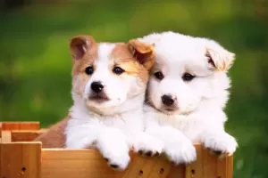 Dogs Jigsaw Puzzles