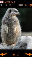 Real Animal Sounds