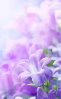 Lilac Flowers Live Wallpaper
