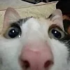 bruhsuke
